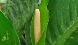 Caladium seguinum